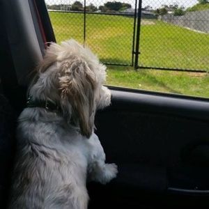 Meet your Posher, Willy ron